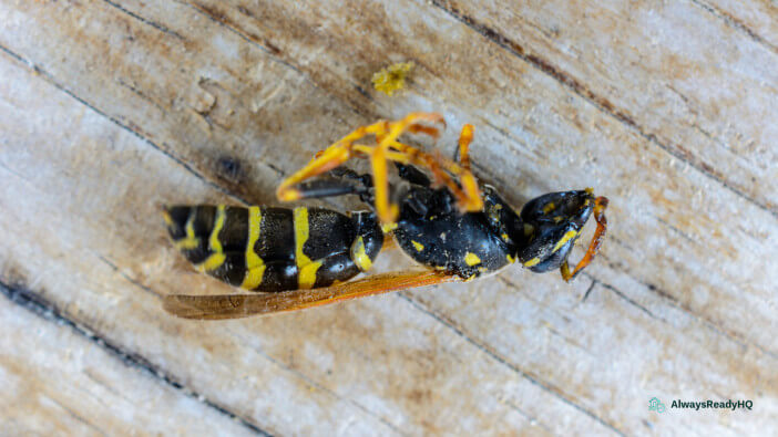 Wasp Spray for Self-Defense