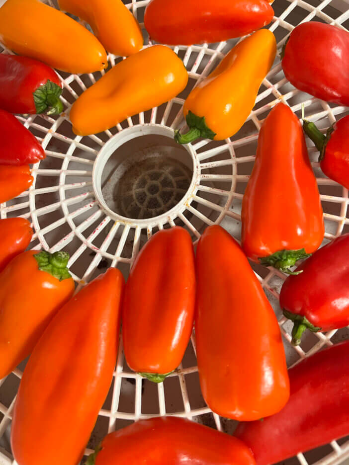 Red peppers dehydrating to make paprika
