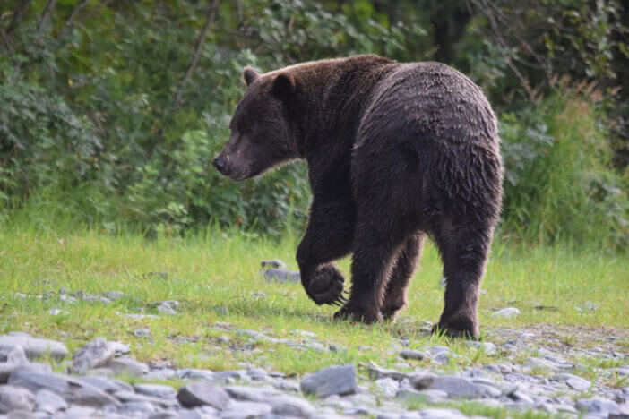 A large brown bear walking away along the river bank
