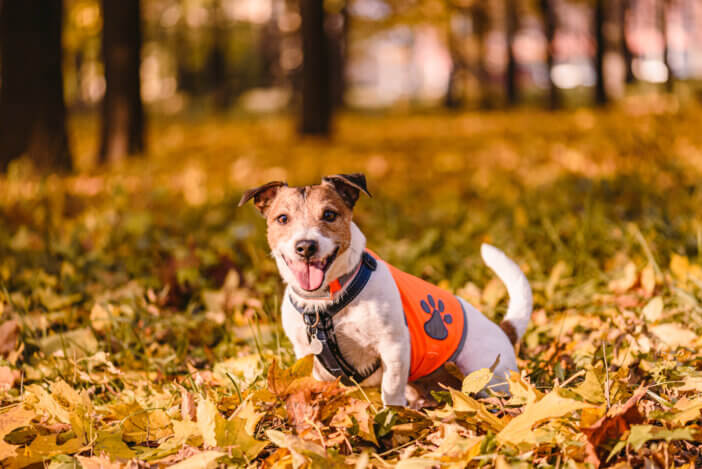 Jack Russell Terrier dog smiling looking in camera