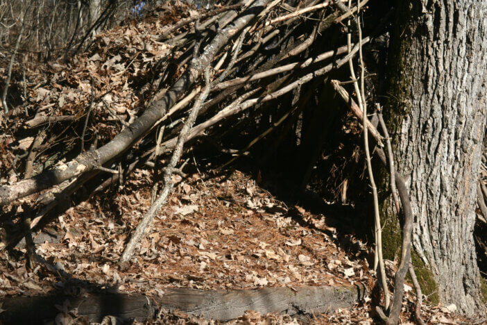 Lean-to shelter in the forest