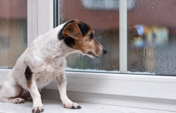 small Jack Russell Terrier dog sits alone on a windowsill in bad weather and looks outdoors in the winter season