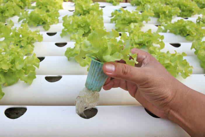 Hydroponics vegetable