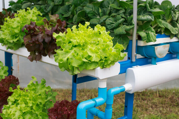 Hydroponics method of growing plants in water without soil.