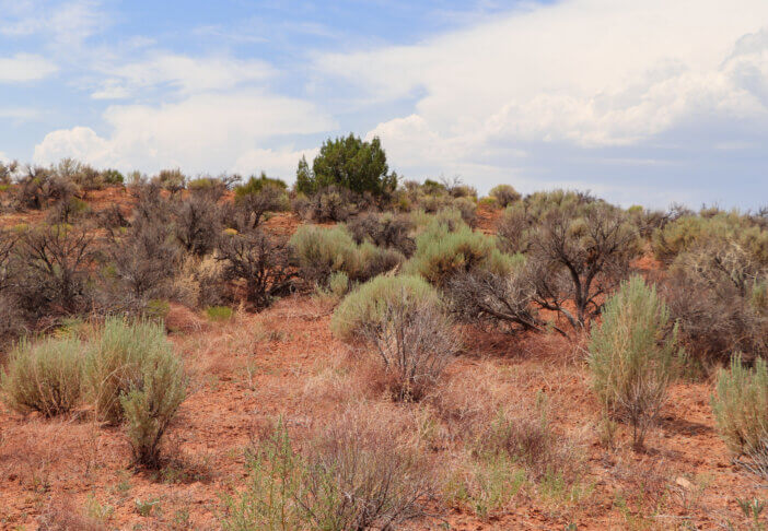 Native Big Sagebrush growing in southwestern Colorado and southeastern Utah. The botanical name is Artemesia tridentata. Sagebrush grows in semi-arid conditions in the North American west.