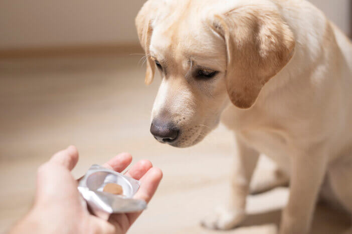 man offering tablet to dog. Pet health care, veterinary drugs and treatments concept. Selective focus.