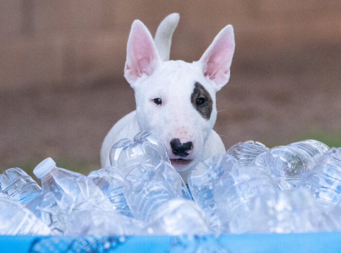 A white bull terrier puppy with an eye patch playing with a pool full of water bottles