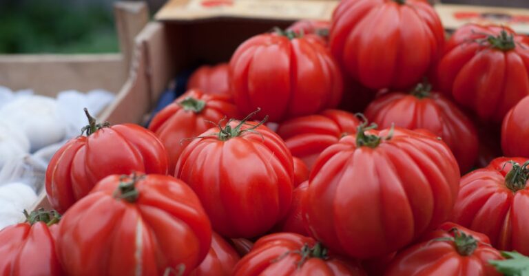 10 Tips for Saving Seeds from Heirloom Tomatoes That Every Gardener Should Know