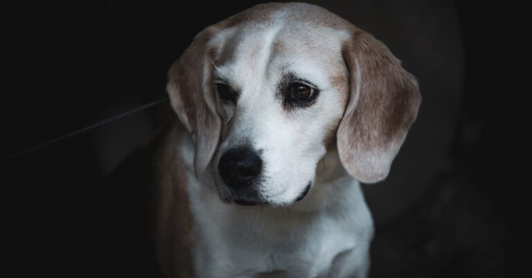 10 Best Pet Comfort Items for Stressful Situations That Ease Anxiety