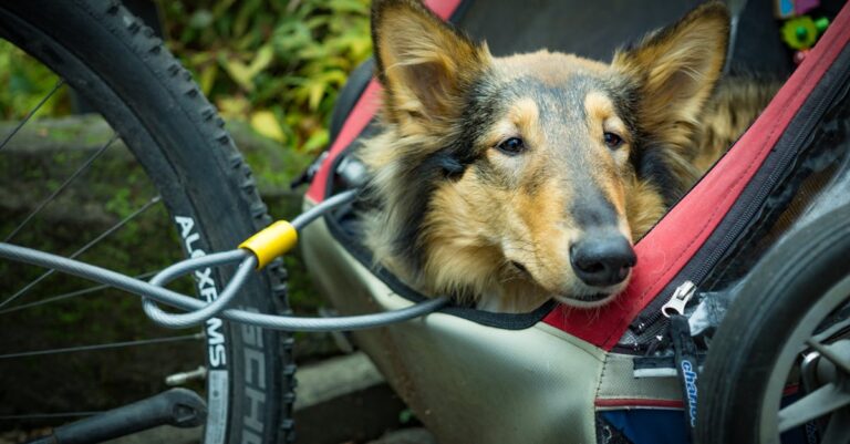 9 Best Pet Carriers with Wheels for Easier Travel That Make Life More Comfortable