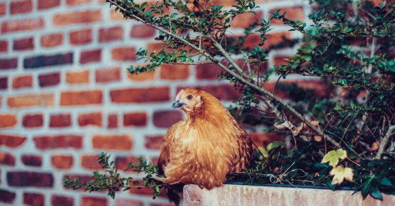 11 Backyard Chickens in Urban Settings That Enrich Family Living