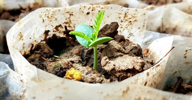 10 Best Seed Packets for Emergency Gardening That Support Daily Life
