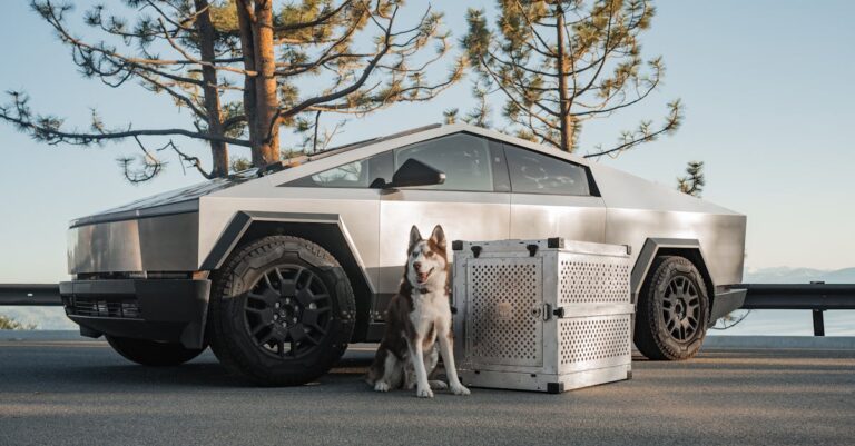 10 Best Pet Travel Safety Kits for Road Trips That Keep Everyone Safe