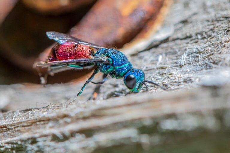 Bee Sting Deaths: Shocking Facts & Stats Revealed