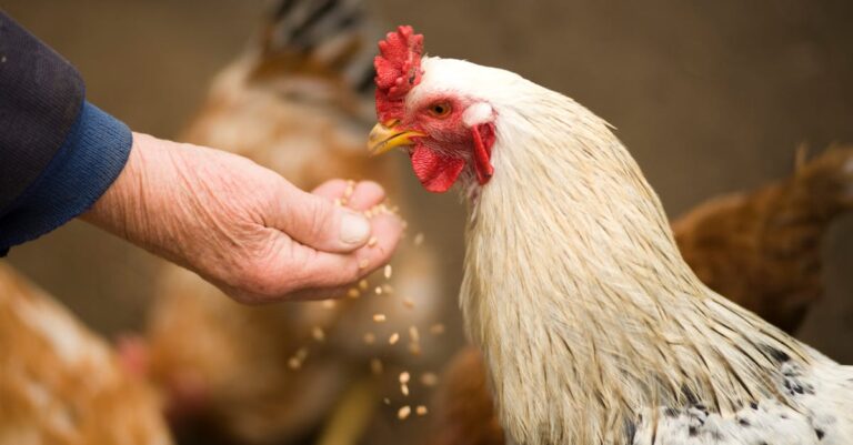 12 Backyard Chicken Keeping Tips Every New Family Should Know