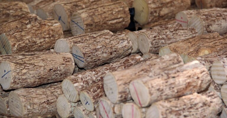 10 Ways to Build a Fire with Limited Resources Everyone Should Know