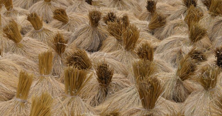 9 Dry vs Wet Seed Saving Methods That Every Gardener Must Know
