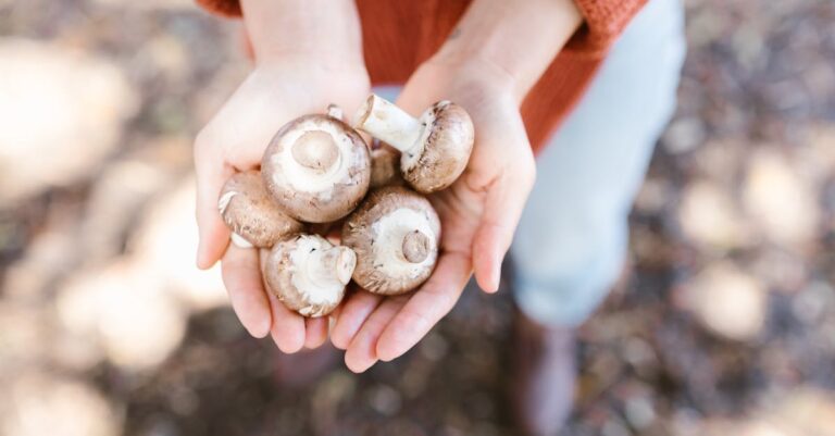 9 Ethical Foraging vs Commercial Harvesting Facts That Support Sustainable Living