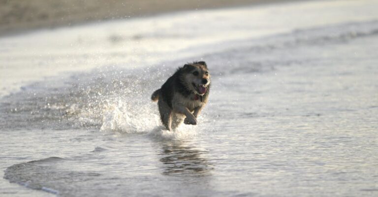 10 Best Portable Water Bowls for Pet Emergencies That Keep Everyone Safe