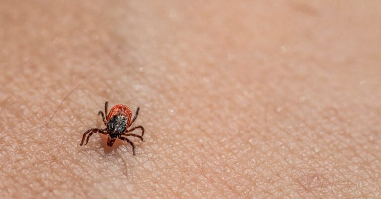 12 Best Insect Bite Treatment Supplies for Outdoor Adventures That Keep Everyone Safe