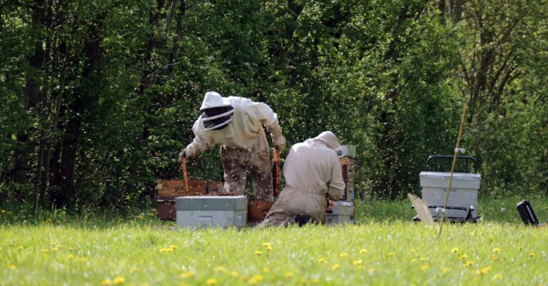 10 Best Bee Protection Gear for Local Beekeeping Without Breaking the Bank