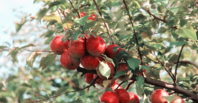 7 Tips for Creating a Year-Round Edible Garden That Support Daily Life