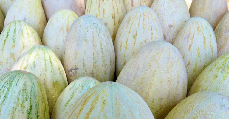 7 Foraging vs Grocery Shopping for Fresh Produce Tips That Save Money