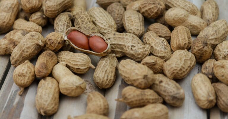 10 Alternative Protein Sources for Families That Support Daily Life