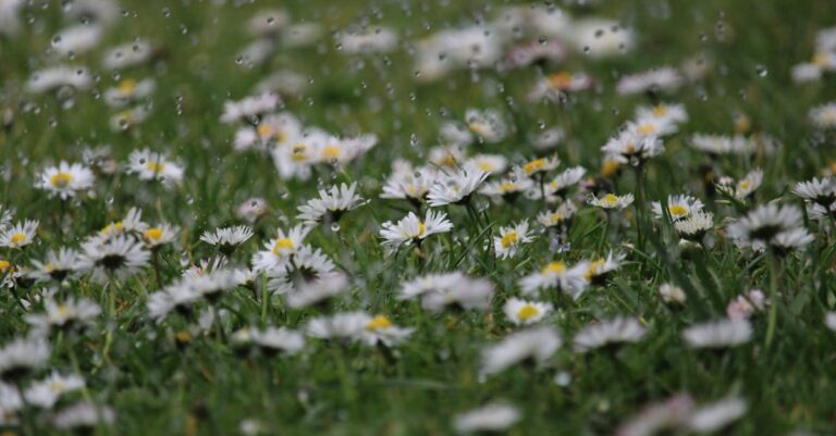 7 Rainwater Harvesting for Gardens That Slash Your Water Bills