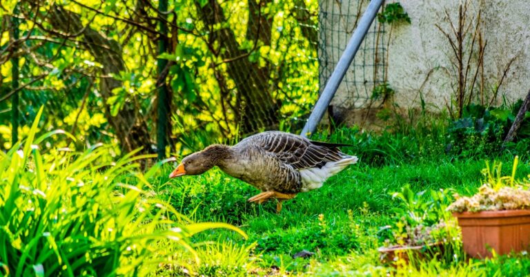 7 Tips for Comparing Wild Foraging to Gardening at Home for Fresh Food