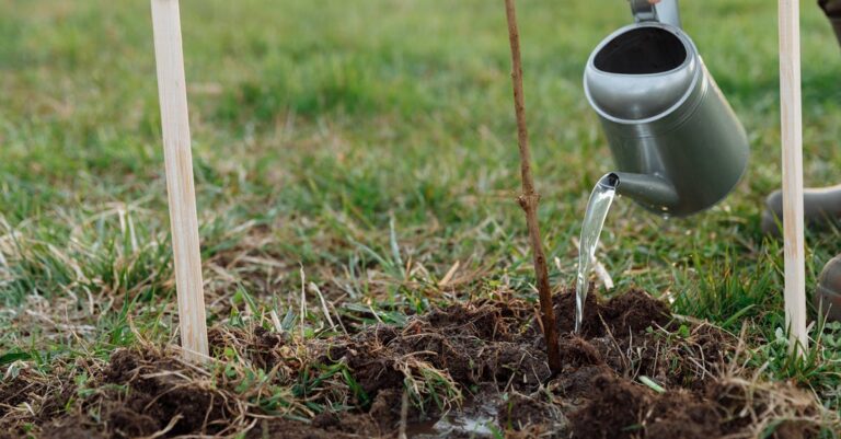 10 Water Conservation for Gardening Techniques That Save Money and Plants