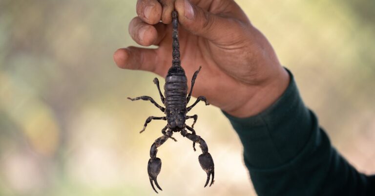 7 Companion Planting for Pest Control Tips That Use What You Have
