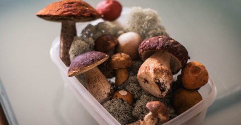 7 Foraging During Different Seasons Tips That Support Sustainable Living