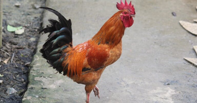 9 Backyard Chicken Keeping Essentials That Support Daily Life