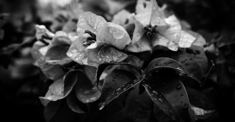 7 Tips for Designing a Rain Garden with Collected Water That Support Daily Life