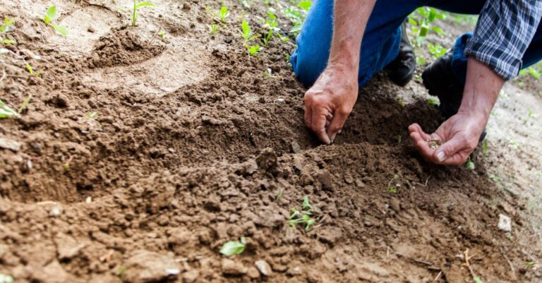 7 Ways to Test Seed Viability Before Planting Using What You Have