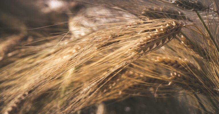 7 Ways for Preserving Seed Viability Over Time That Ensure Garden Success