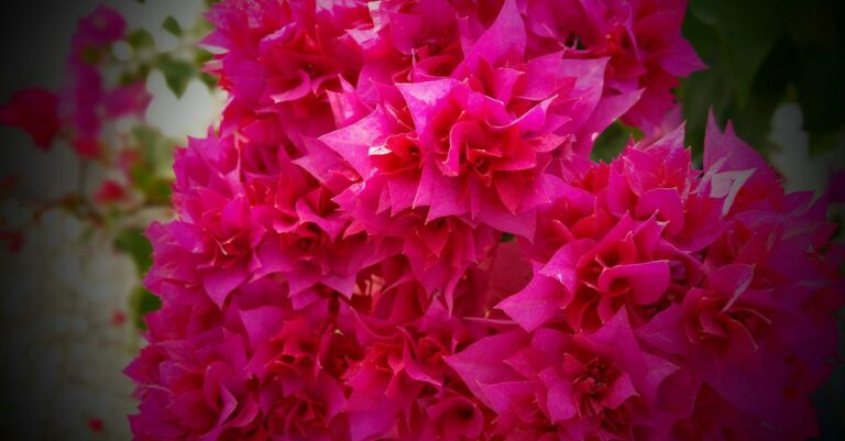 7 Drought Resistant Landscaping Strategies That Save Water and Money