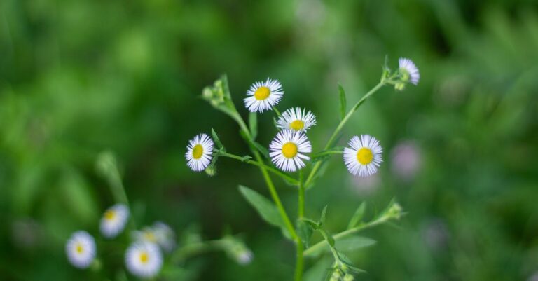 7 Tips foraging for wild herbs with kids That Keep Everyone Safe