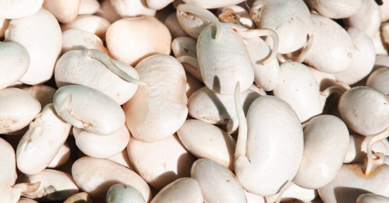 7 Sprouting Seeds for Nutrition That Transform Your Daily Diet