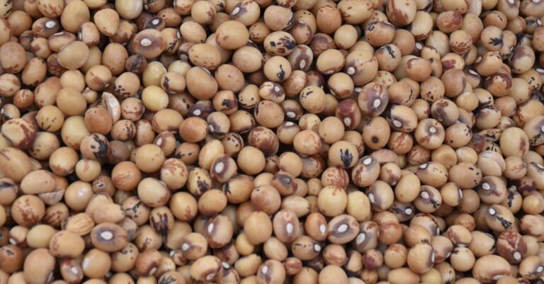 7 Benefits of Saving Vegetable Seeds That Support Sustainable Gardening