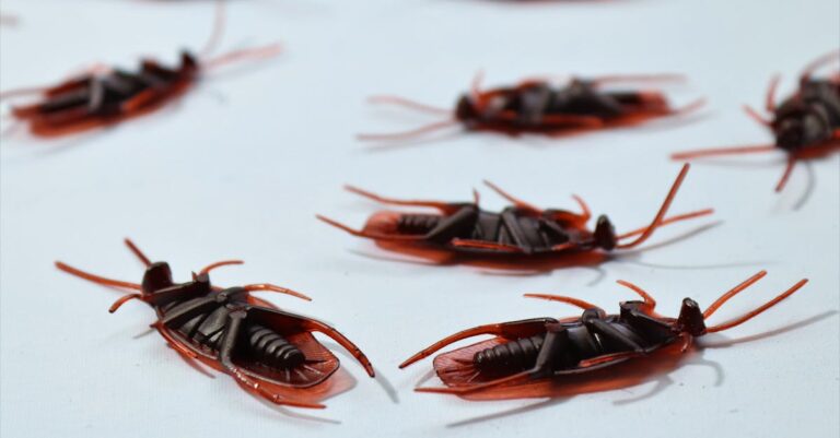 7 Natural Pest Control Methods for Homes That Keep Everyone Safe