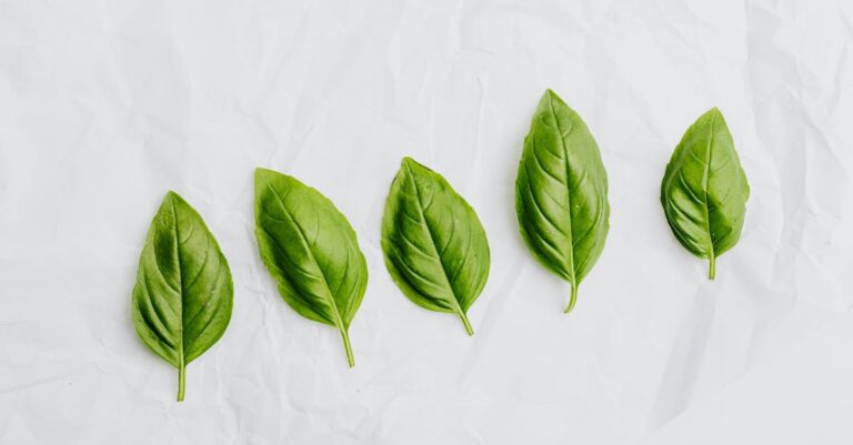 8 Tips for Building a Family Herb Garden for Culinary Use That Strengthen Bonds