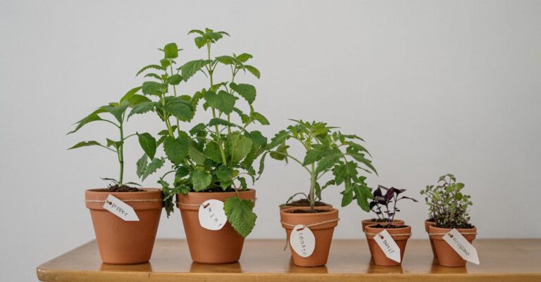 10 Growing Herbs in Small Spaces Tricks That Transform Tiny Areas