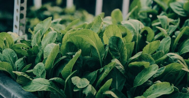 7 Microgreens for Quick Urban Harvest Anyone Can Grow in a Week