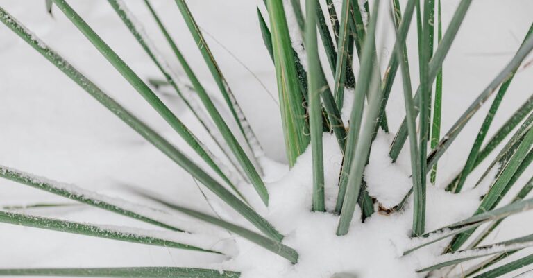 7 Winter Gardening Tips for Colder Climates That Thrive Despite Frost