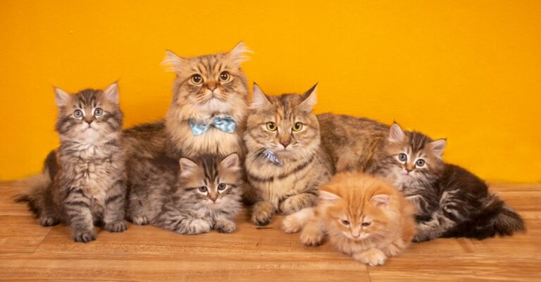 9 Family Pet Preparedness Strategies That Help You Sleep Better