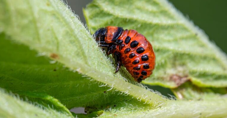 7 Organic Pest Control Methods for Gardeners Using What You Have