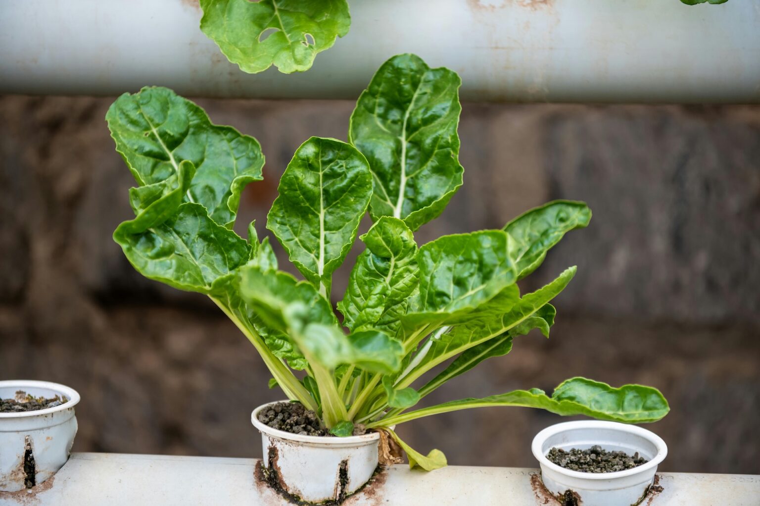 12 Urban Farming Strategies for Small Spaces That Maximize Every Inch ...