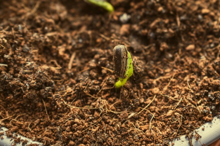 12 Soil Health Improvement Tips Every Home Gardener Should Know